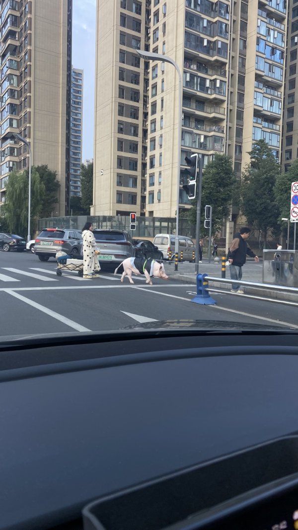 顺配网 成都情侣街头“遛猪”吸睛 130斤的宠物有专属“猪圈”，每月伙食费上千元